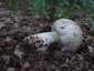 Tüskés galóca (Amanita echinocephala), Budai-hegység